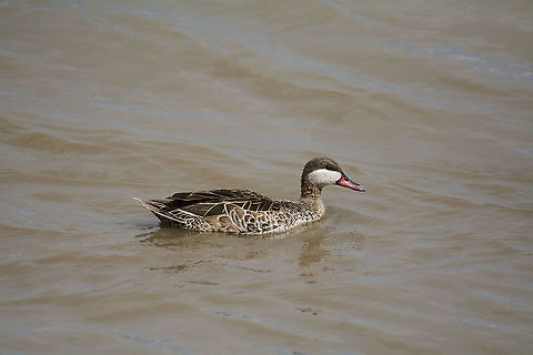 Red-billed duck  Anas erythrorhyncha,Geotagged,Kenya,Red-billed Teal,Summer