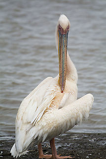 Great white pelican  Geotagged,Great white pelican,Kenya,Pelecanus onocrotalus,Summer