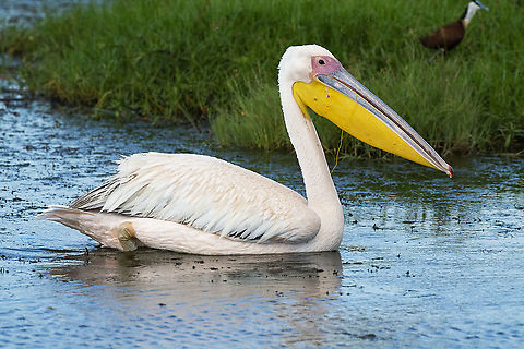 Great white pelican in Amboseli National Park  Geotagged,Great white pelican,Kenya,Pelecanus onocrotalus,Summer
