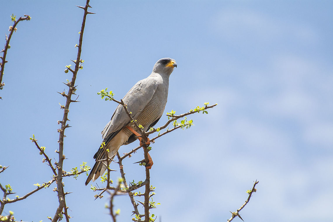 Eastern Chanting Goshawk  Eastern chanting goshawk,Geotagged,Kenya,Melierax poliopterus,Summer
