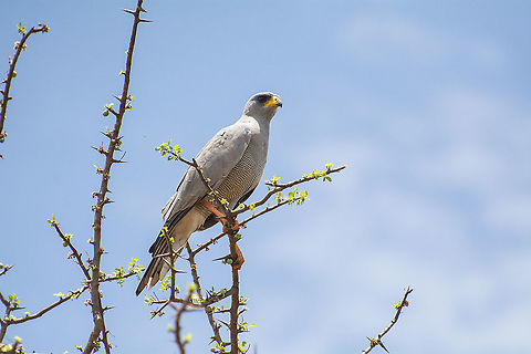 Eastern Chanting Goshawk  Eastern chanting goshawk,Geotagged,Kenya,Melierax poliopterus,Summer