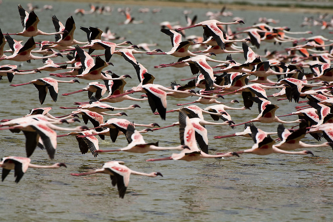 Lesser Flamingo Flock in Flight  Geotagged,Kenya,Lesser Flamingo,Phoenicopterus minor,Summer,amboseli,water