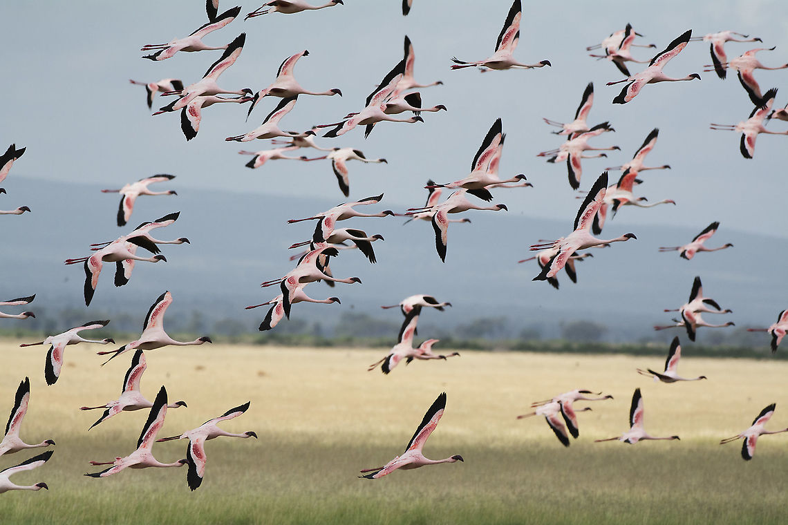 Flying flamingos in Amboseli  Africa,Geotagged,Kenya,Lesser Flamingo,Phoenicopterus minor,Summer,amboseli