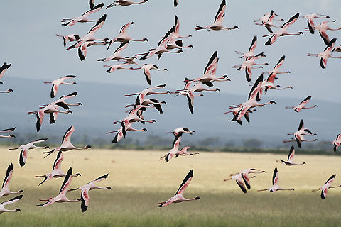 Flying flamingos in Amboseli  Africa,Geotagged,Kenya,Lesser Flamingo,Phoenicopterus minor,Summer,amboseli