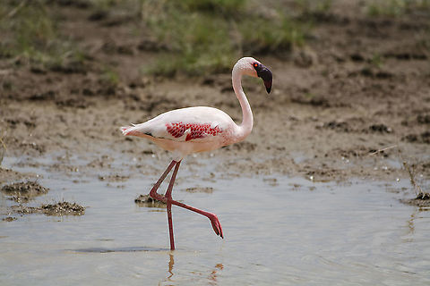 Lesser Flamingo in Amboseli  Geotagged,Kenya,Lesser Flamingo,Phoenicopterus minor,Summer