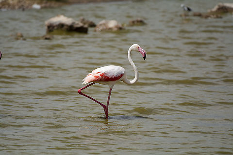 Greater Flamingo in Amboseli  Geotagged,Greater flamingo,Kenya,Phoenicopterus roseus,Summer