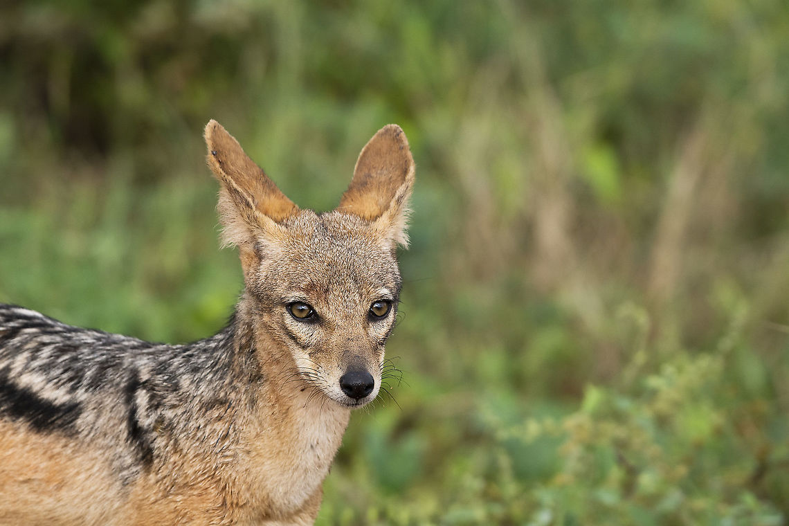 Black-backed Jackal Portrait  Black-backed jackal,Canis mesomelas,Geotagged,Kenya,Summer