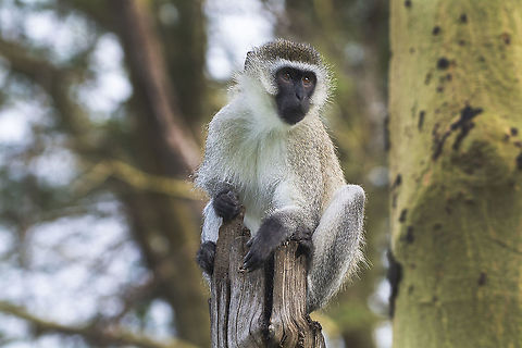 Vervet Monkey in Kimana, Kenya  Chlorocebus pygerythrus,Geotagged,Kenya,Summer,Vervet monkey