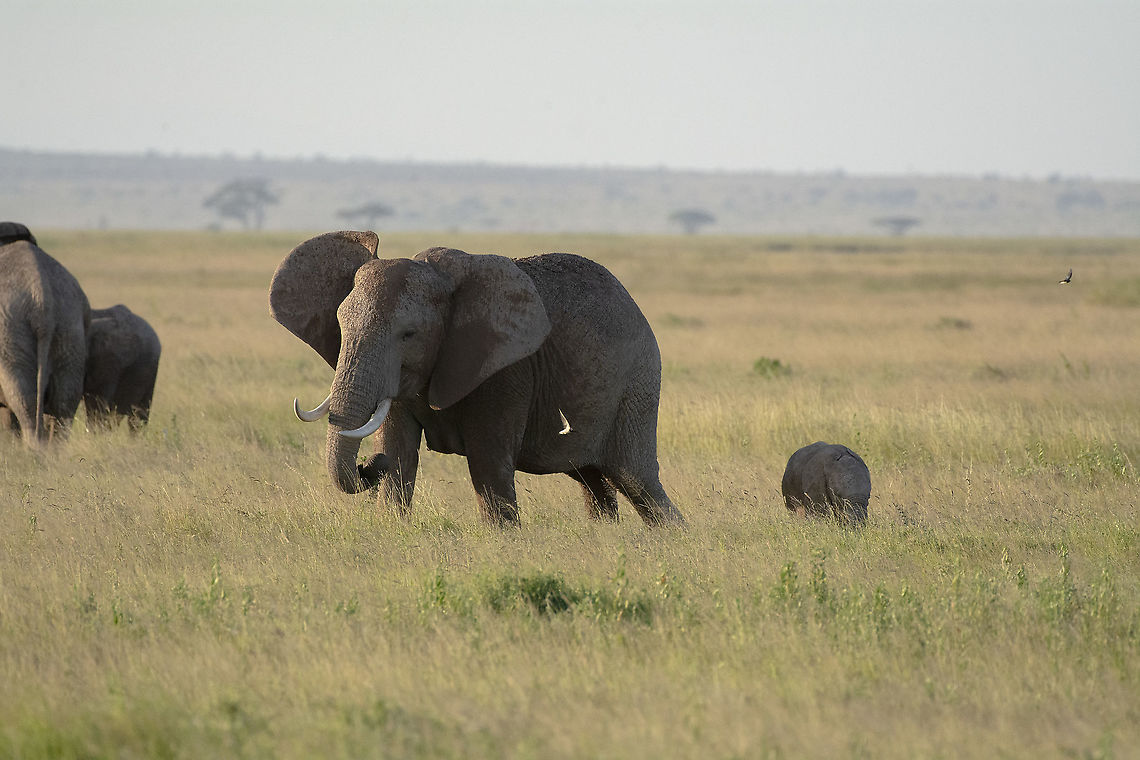African Elephants at sunset in Amboseli  African bush elephant,Geotagged,Kenya,Loxodonta africana,Summer