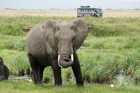 Elephant in Amboseli with tour bus in background  African bush elephant,Geotagged,Kenya,Loxodonta africana,Summer