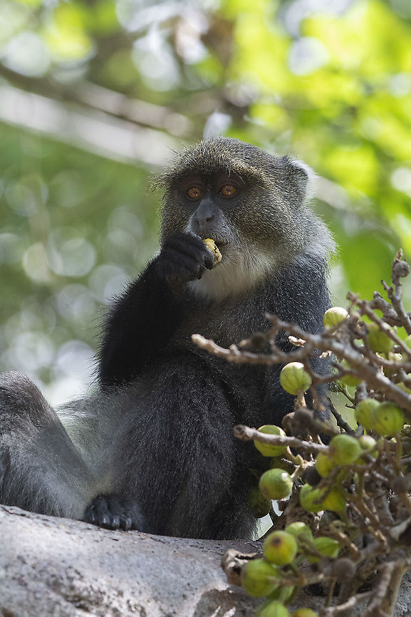 Syke's Monkey at Mzima Springs, Kenya  Cercopithecus albogularis,Geotagged,Kenya,Summer,Sykes monkey
