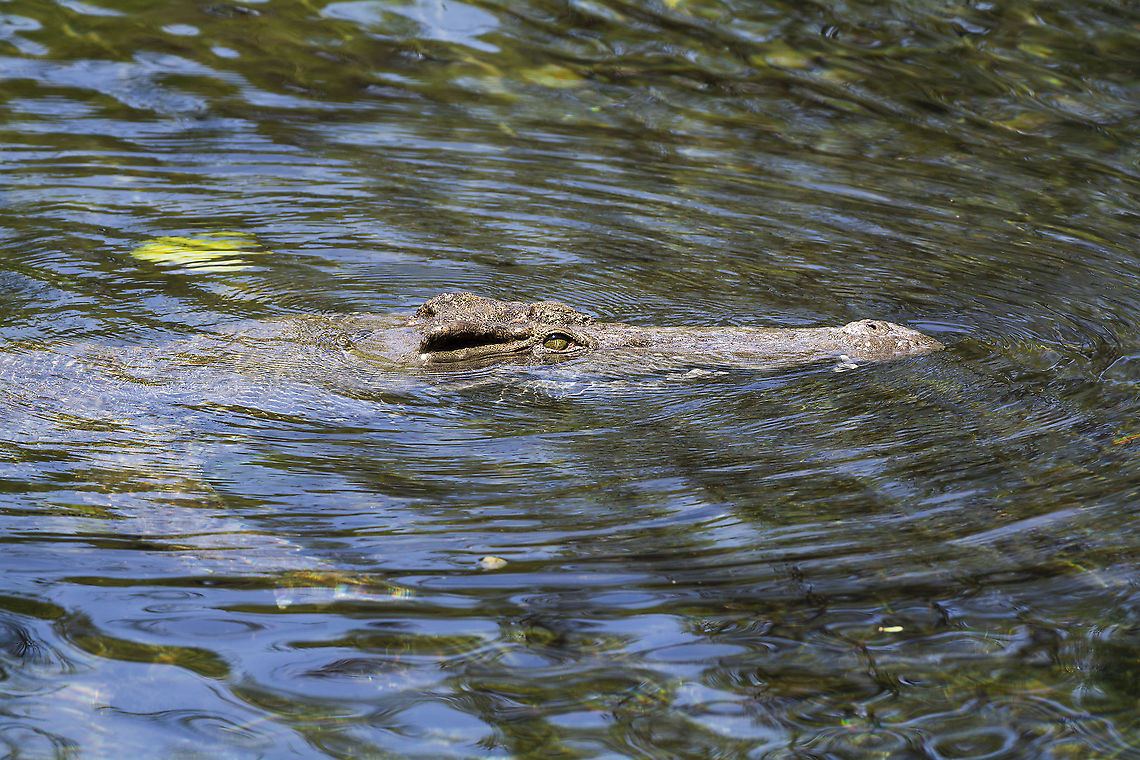 Nile Crocodile  Crocodylus niloticus,Geotagged,Kenya,MzimaSprings,Nile crocodile,Summer,water