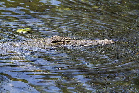 Nile Crocodile  Crocodylus niloticus,Geotagged,Kenya,MzimaSprings,Nile crocodile,Summer,water