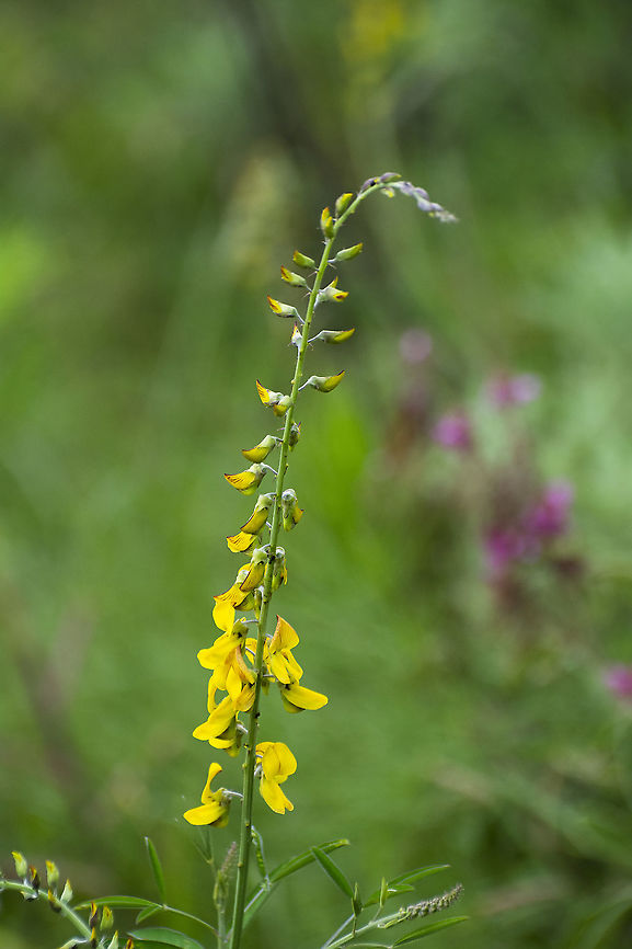 Crotalaria deflersii Found in Chyulu Hills National Park, Kenya Crotalaria deflersii,Geotagged,Kenya,Summer