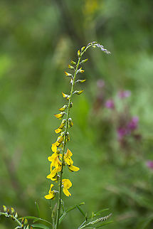 Crotalaria deflersii Found in Chyulu Hills National Park, Kenya Crotalaria deflersii,Geotagged,Kenya,Summer
