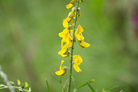 Crotalaria deflersii  Crotalaria deflersii,Geotagged,Kenya,Summer