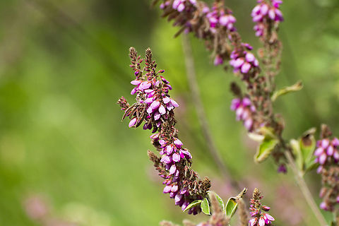 Unknown Flower from Chyulu Hills National Park, Kenya  Geotagged,Kenya,Summer