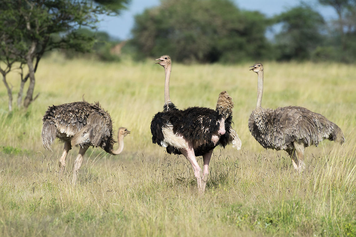 Ostrich Trio These 3 ostriches were part of a group of maybe 20 ostriches in the Kimana Sanctuary in Kenya. Geotagged,Kenya,Ostrich,Struthio camelus,Summer