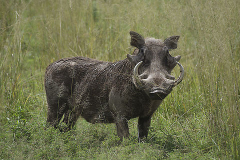 Large Male Warthog in Kimana, Kenya  Common warthog,Geotagged,Kenya,Phacochoerus africanus,Summer