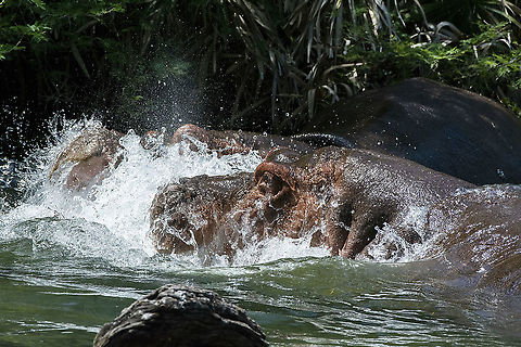 Hippo Combat  Geotagged,Hippopotamus,Hippopotamus amphibius,Kenya,Summer