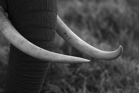 Ivory  African bush elephant,Geotagged,Kenya,Loxodonta africana,Summer
