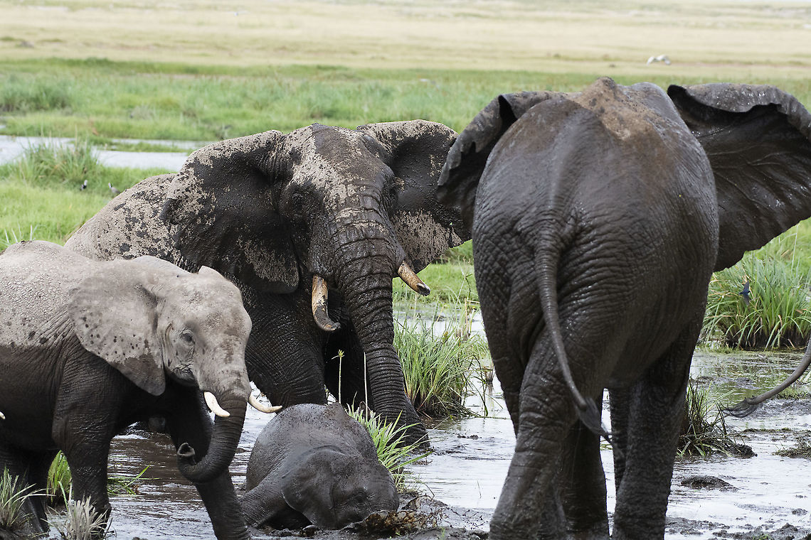 Amboseli Face-off Two bulls in a stand-off with each other while young elephants play in the swamp. The one bull got its trunk caught in a snare several years ago.  African bush elephant,Geotagged,Kenya,Loxodonta africana,Summer