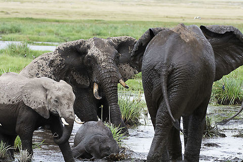 Amboseli Face-off Two bulls in a stand-off with each other while young elephants play in the swamp. The one bull got its trunk caught in a snare several years ago.  African bush elephant,Geotagged,Kenya,Loxodonta africana,Summer