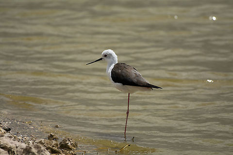 Black-Winged Stilt  Black-winged stilt,Geotagged,Himantopus himantopus,Kenya,Summer