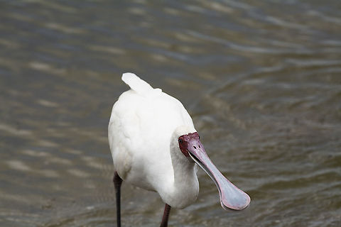 African Spoonbill  African Spoonbill,Geotagged,Kenya,Platalea alba,Summer