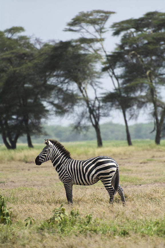 plains zebra in Amboseli National Park  Equus quagga,Geotagged,Kenya,Plains z,Plains zebra,Summer