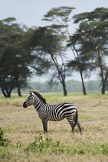 plains zebra in Amboseli National Park  Equus quagga,Geotagged,Kenya,Plains z,Plains zebra,Summer