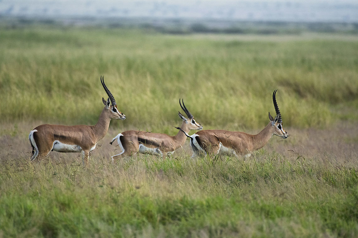Grant's Gazelle  Geotagged,Grants Gazelle,Kenya,Nanger granti,Summer
