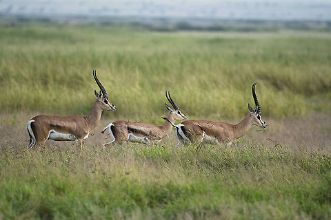 Grant's Gazelle  Geotagged,Grants Gazelle,Kenya,Nanger granti,Summer
