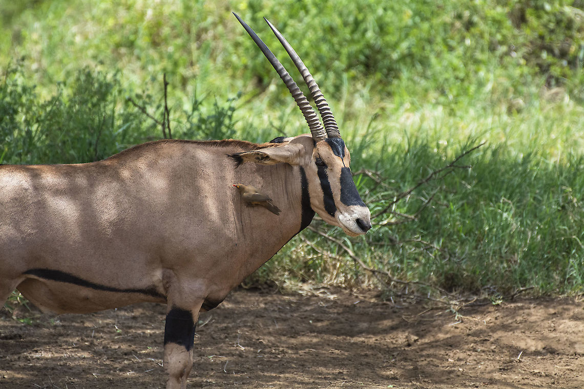 Fringe-eared Oryx  Fringe-eared oryx,Geotagged,Kenya,Oryx beisa callotis,Summer