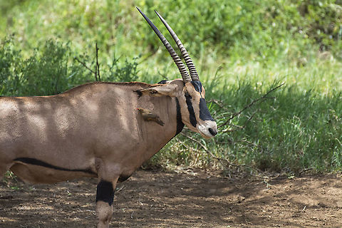 Fringe-eared Oryx  Fringe-eared oryx,Geotagged,Kenya,Oryx beisa callotis,Summer