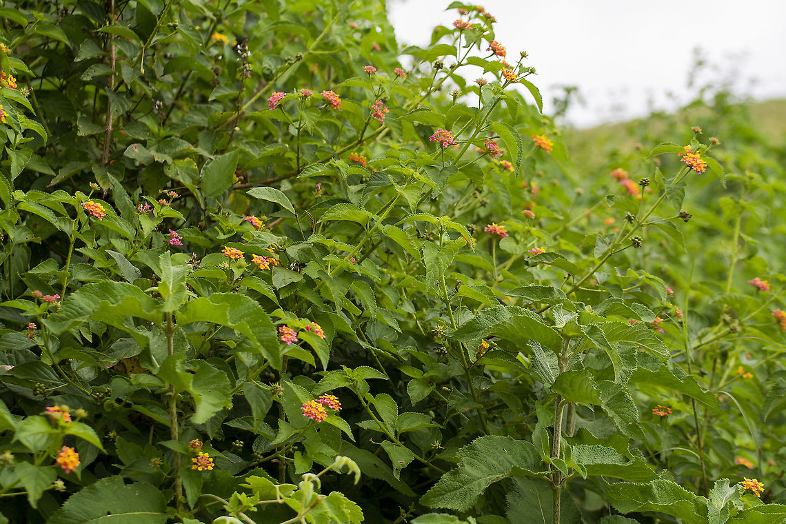 Lantana camara  Geotagged,Kenya,Lantana camara,Summer