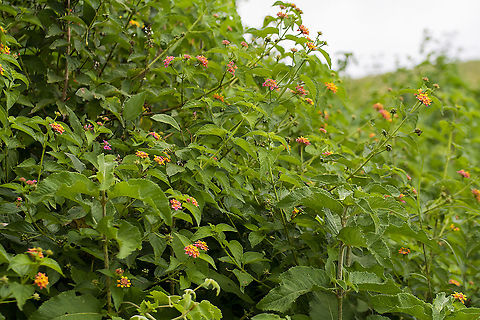 Lantana camara  Geotagged,Kenya,Lantana camara,Summer