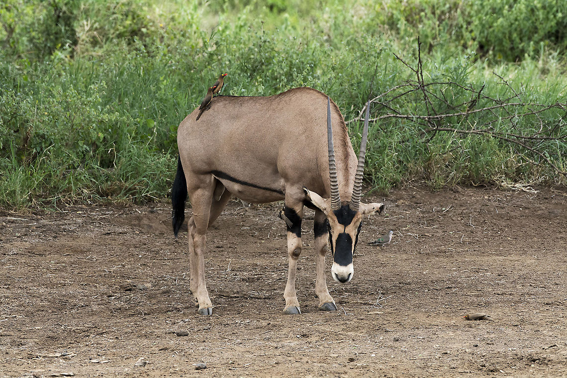 Fringe-eared Oryx in Tsavo West National Park, Kenya  Fringe-eared oryx,Geotagged,Kenya,Oryx beisa callotis,Summer