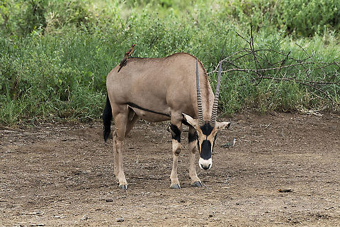 Fringe-eared oryx