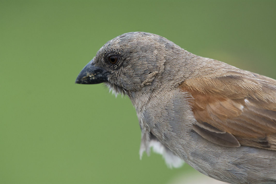 Parrot-billed sparrow  Geotagged,Kenya,Parrot-billed sparrow,Passer gongonensis,Summer