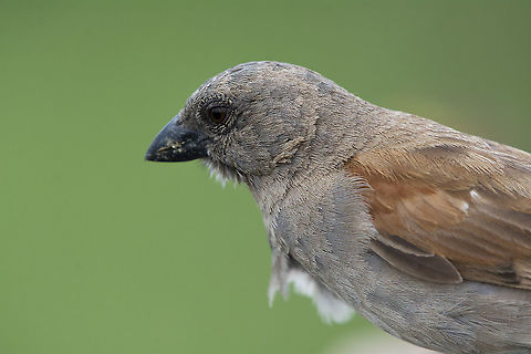 Parrot-billed sparrow  Geotagged,Kenya,Parrot-billed sparrow,Passer gongonensis,Summer
