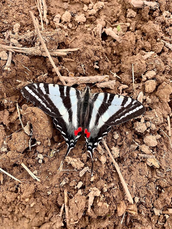 Zebra Swallowtail  Geotagged,Protographium marcellus,Spring,United States,Zebra Swallowtail