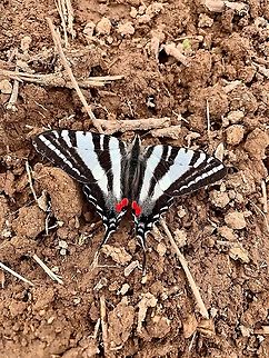 Zebra Swallowtail  Geotagged,Protographium marcellus,Spring,United States,Zebra Swallowtail