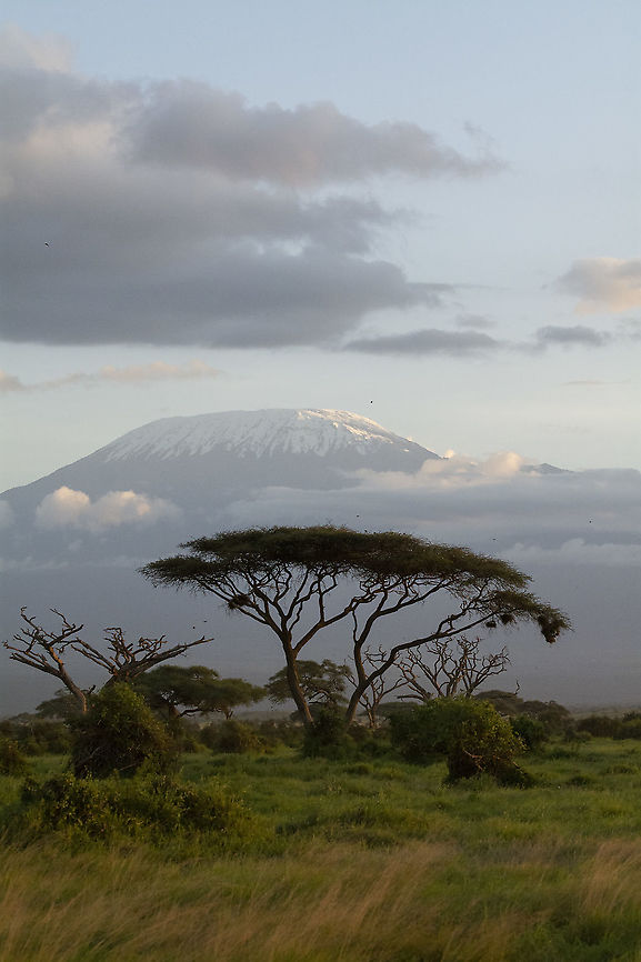 Umbrella thorn acacia  Geotagged,Kenya,Summer,Umbrella thorn acacia,Vachellia tortilis