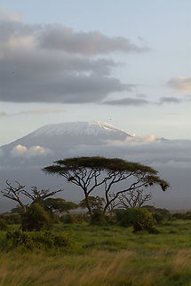 Umbrella thorn acacia  Geotagged,Kenya,Summer,Umbrella thorn acacia,Vachellia tortilis