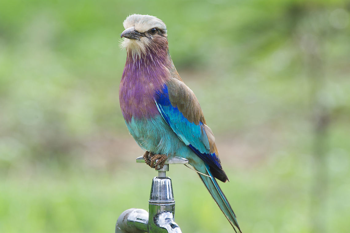 Lilac-breasted Roller  Coracias caudatus,Geotagged,Kenya,Lilac-breasted Roller,Summer