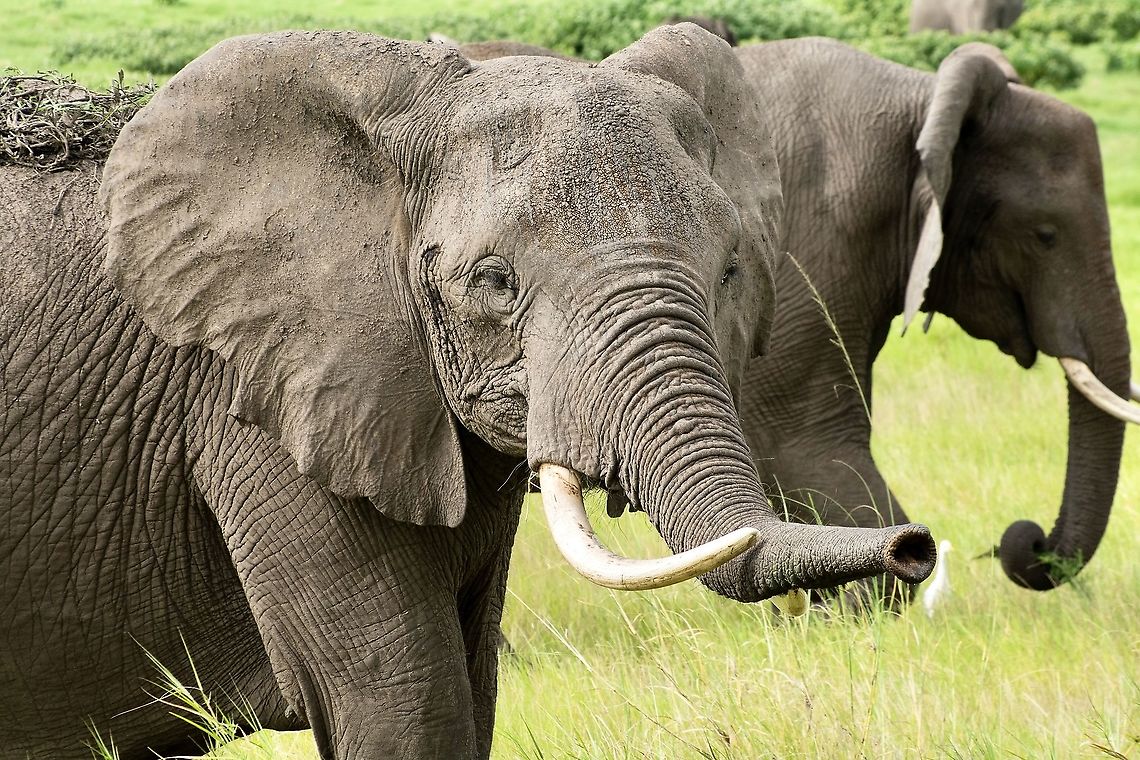 African Elephant, Amboseli  African bush elephant,Geotagged,Kenya,Loxodonta africana,Summer