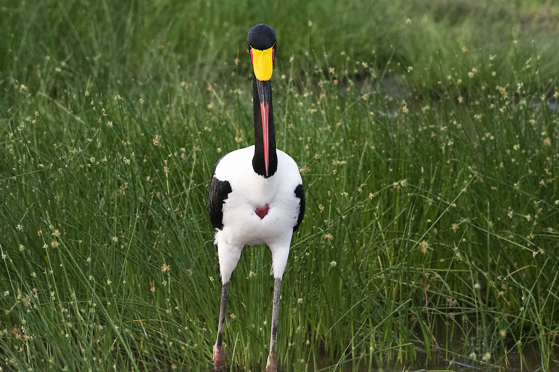 Saddle-billed stork  Ephippiorhynchus senegalensis,Geotagged,Kenya,Saddle-billed Stork,Summer