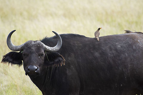 African Buffalo  African buffalo,Buphagus africanus,Geotagged,Kenya,Summer,Syncerus caffer,Yellow-billed oxpecker