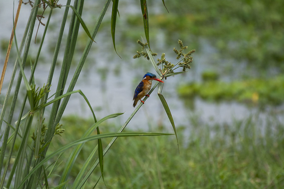 Malachite Kingfisher  Corythornis cristatus,Geotagged,Kenya,Malacahite kingfisher,Summer